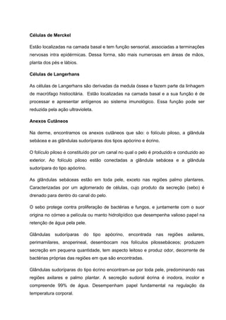 Células de Merckel
Estão localizadas na camada basal e tem função sensorial, associadas a terminações
nervosas intra epidérmicas. Dessa forma, são mais numerosas em áreas de mãos,
planta dos pés e lábios.
Células de Langerhans
As células de Langerhans são derivadas da medula óssea e fazem parte da linhagem
de macrófago histiocitária. Estão localizadas na camada basal e a sua função é de
processar e apresentar antígenos ao sistema imunológico. Essa função pode ser
reduzida pela ação ultravioleta.
Anexos Cutâneos
Na derme, encontramos os anexos cutâneos que são: o folículo piloso, a glândula
sebácea e as glândulas sudoríparas dos tipos apócrino e écrino.
O folículo piloso é constituído por um canal no qual o pelo é produzido e conduzido ao
exterior. Ao folículo piloso estão conectadas a glândula sebácea e a glândula
sudorípara do tipo apócrino.
As glândulas sebáceas estão em toda pele, exceto nas regiões palmo plantares.
Caracterizadas por um aglomerado de células, cujo produto da secreção (sebo) é
drenado para dentro do canal do pelo.
O sebo protege contra proliferação de bactérias e fungos, e juntamente com o suor
origina no córneo a película ou manto hidrolipídico que desempenha valioso papel na
retenção de água pela pele.
Glândulas sudoríparas do tipo apócrino, encontrada nas regiões axilares,
perimamilares, anoperineal, desembocam nos folículos pilossebáceos; produzem
secreção em pequena quantidade, tem aspecto leitoso e produz odor, decorrente de
bactérias próprias das regiões em que são encontradas.
Glândulas sudoríparas do tipo écrino encontram-se por toda pele, predominando nas
regiões axilares e palmo plantar. A secreção sudoral écrina é inodora, incolor e
compreende 99% de água. Desempenham papel fundamental na regulação da
temperatura corporal.
 
