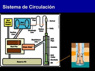 Sistema de Circulación
 