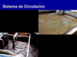 Sistema de Circulación
 