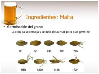 Ingredientes: Malta
• Germinación del grano
– La cebada se remoja y se deja descansar para que germine
 