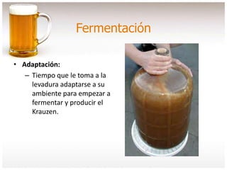 Fermentación
• Adaptación:
– Tiempo que le toma a la
levadura adaptarse a su
ambiente para empezar a
fermentar y producir el
Krauzen.
 