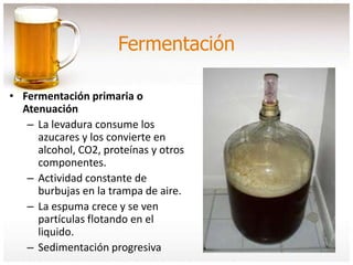 Fermentación
• Fermentación primaria o
Atenuación
– La levadura consume los
azucares y los convierte en
alcohol, CO2, proteínas y otros
componentes.
– Actividad constante de
burbujas en la trampa de aire.
– La espuma crece y se ven
partículas flotando en el
liquido.
– Sedimentación progresiva
 
