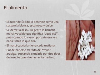 • El autor de Éxodo lo describe como una
sustancia blanca, escamosa y dulce.
• Se derretía al sol. La gente lo llamaba
maná, vocablo que significa “¿qué es?”,
pues cuando lo vieron por primera vez
nadie sabía lo que era.
• El maná cubría la tierra cada mañana.
• Puede haberse tratado del “man”
arábigo, sustancia exudada por dos tipos
de insecto que viven en el tamarisco.
16
El alimento
 