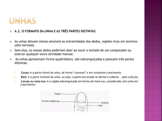  A.2. O FORMATO DA UNHA E AS TRÊS PARTES DISTINTAS
 As unhas deixam menos sensíveis as extremidades dos dedos, regiões ricas em termina-
ções nervosas.
 Sem elas, os nossos dedos poderiam doer ao tocar o teclado de um computador ou
exercer qualquer outra atividade manual.
 As unhas apresentam forma quadrilátera, são esbranquiçadas e possuem três partes
distintas:
1. Corpo: é a parte visível da unha, de forma “convexa” e em constante crescimento
2. Raiz: é a parte invisível da unha, ou seja, a parte encravada na derme e coberta pela cutícula.
3. Lúnula ou meia-lua: é a região esbranquiçada em forma de meia-lua, considerada com unha em
crescimento.
 