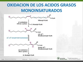Los acetilos formados  en la beta-oxidacion ingresan alciclo de Krebs para su oxidacion total a CO2Los NADH y FADHproducidos en elCiclo de krebs,forman ATP en la mitocondria( fosforilacionoxidativaBioquimica y NutricionNancy Jo Vargas