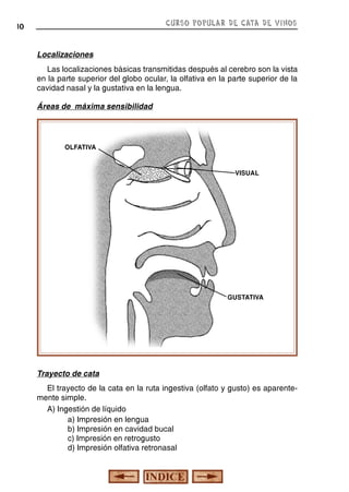 CURSO POPULAR DE CATA DE VINOS

10

Localizaciones
Las localizaciones básicas transmitidas después al cerebro son la vista
en la parte superior del globo ocular, la olfativa en la parte superior de la
cavidad nasal y la gustativa en la lengua.
Áreas de máxima sensibilidad

OLFATIVA

VISUAL

GUSTATIVA

Trayecto de cata
El trayecto de la cata en la ruta ingestiva (olfato y gusto) es aparentemente simple.
A) Ingestión de líquido
a) Impresión en lengua
b) Impresión en cavidad bucal
c) Impresión en retrogusto
d) Impresión olfativa retronasal

 