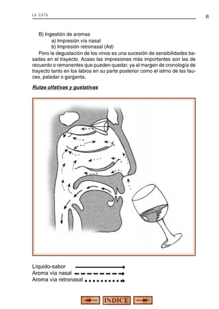 la cata

11

B) Ingestión de aromas
a) Impresión vía nasal
b) Impresión retronasal (Ad)
Pero la degustación de los vinos es una sucesión de sensibilidades basadas en el trayecto. Acaso las impresiones más importantes son las de
recuerdo o remanentes que pueden quedar, ya al margen de cronología de
trayecto tanto en los labios en su parte posterior como el istmo de las fauces, paladar o garganta.

Líquido-sabor
Aroma vía nasal
Aroma vía retronasal

ê ê ê

Rutas olfativas y gustativas

 