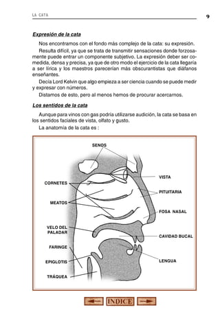 la cata

9

Expresión de la cata
Nos encontramos con el fondo más complejo de la cata: su expresión.
Resulta difícil, ya que se trata de transmitir sensaciones donde forzosamente puede entrar un componente subjetivo. La expresión deber ser comedida, densa y precisa, ya que de otro modo el ejercicio de la cata llegaría
a ser lírica y los maestros parecerían más obscurantistas que diáfanos
enseñantes.
Decía Lord Kelvin que algo empieza a ser ciencia cuando se puede medir
y expresar con números.
Distamos de esto, pero al menos hemos de procurar acercarnos.
Los sentidos de la cata
Aunque para vinos con gas podría utilizarse audición, la cata se basa en
los sentidos faciales de vista, olfato y gusto.
La anatomía de la cata es :
SENOS

VISTA
CORNETES
PITUITARIA
MEATOS
FOSA NASAL

VELO DEL
PALADAR

CAVIDAD BUCAL

FARINGE
EPIGLOTIS
TRÁQUEA

LENGUA

 