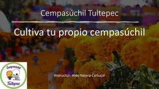Cempasúchil Tultepec
Cultiva tu propio cempasúchil
Instructor: Aldo Nájera Carbajal
 
