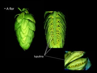lupulina A flor  