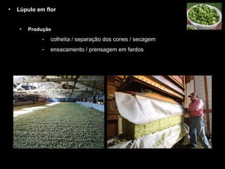 Lúpulo em flor Produção colheita / separação dos cones / secagem  ensacamento / prensagem em fardos 
