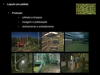 Lúpulo em pellets Produção colheita e limpeza moagem e peletização resfriamento e embalamento 