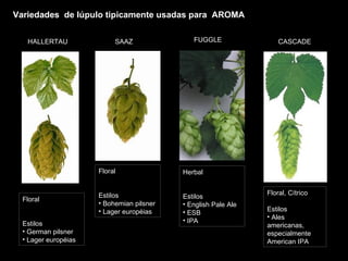 Variedades HALLERTAU FUGGLE SAAZ Variedades  de lúpulo tipicamente usadas para  AROMA Floral Estilos German pilsner Lager européias Floral Estilos Bohemian pilsner Lager européias Herbal Estilos English Pale Ale ESB IPA Floral, Cítrico Estilos Ales americanas, especialmente American IPA CASCADE 