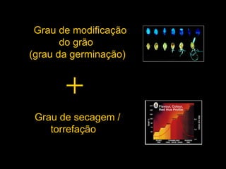 Grau de modificação do grão  (grau da germinação) Grau de secagem / torrefação  
