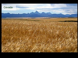 Cevada 