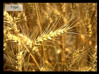 Trigo 