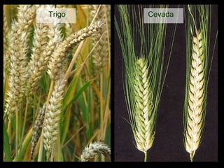 Cevada Trigo 