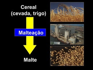 Cereal (cevada, trigo) Malte Malteação 