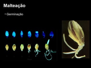 Malteação Germinação 