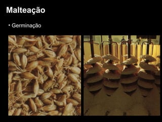 Malteação Germinação 