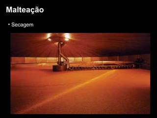 Malteação Secagem 