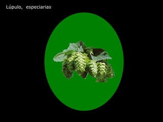 Lúpulo,  especiarias  