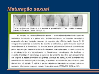 Maturação sexual
 