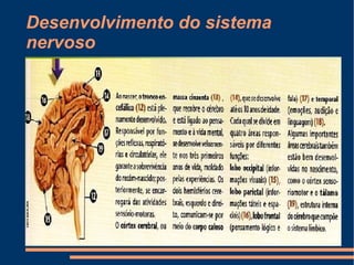 Desenvolvimento do sistema
nervoso
 