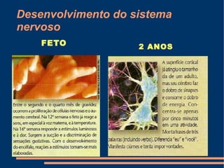 Desenvolvimento do sistema
nervoso
    FETO            2 ANOS
 