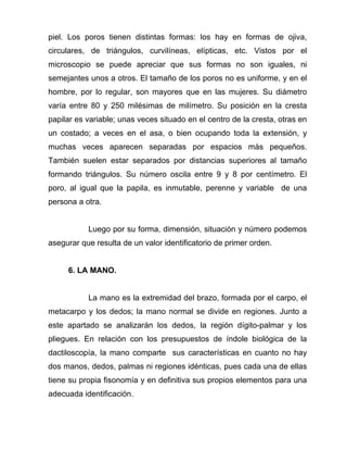piel. Los poros tienen distintas formas: los hay en formas de ojiva,
circulares, de triángulos, curvilíneas, elípticas, etc. Vistos por el
microscopio se puede apreciar que sus formas no son iguales, ni
semejantes unos a otros. El tamaño de los poros no es uniforme, y en el
hombre, por lo regular, son mayores que en las mujeres. Su diámetro
varía entre 80 y 250 milésimas de milímetro. Su posición en la cresta
papilar es variable; unas veces situado en el centro de la cresta, otras en
un costado; a veces en el asa, o bien ocupando toda la extensión, y
muchas veces aparecen separadas por espacios más pequeños.
También suelen estar separados por distancias superiores al tamaño
formando triángulos. Su número oscila entre 9 y 8 por centímetro. El
poro, al igual que la papila, es inmutable, perenne y variable de una
persona a otra.


           Luego por su forma, dimensión, situación y número podemos
asegurar que resulta de un valor identificatorio de primer orden.


     6. LA MANO.


           La mano es la extremidad del brazo, formada por el carpo, el
metacarpo y los dedos; la mano normal se divide en regiones. Junto a
este apartado se analizarán los dedos, la región dígito-palmar y los
pliegues. En relación con los presupuestos de índole biológica de la
dactiloscopía, la mano comparte sus características en cuanto no hay
dos manos, dedos, palmas ni regiones idénticas, pues cada una de ellas
tiene su propia fisonomía y en definitiva sus propios elementos para una
adecuada identificación.
 