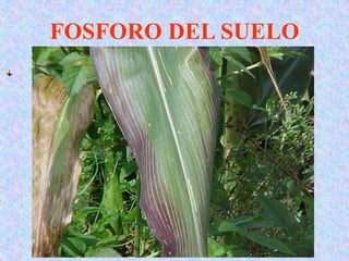 FOSFORO DEL SUELO
 