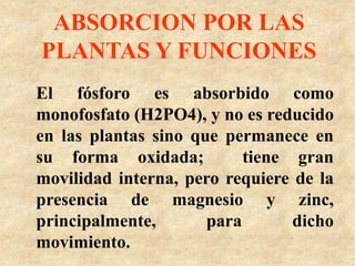 El fósforo es absorbido como
monofosfato (H2PO4), y no es reducido
en las plantas sino que permanece en
su forma oxidada; tiene gran
movilidad interna, pero requiere de la
presencia de magnesio y zinc,
principalmente, para dicho
movimiento.
ABSORCION POR LAS
PLANTAS Y FUNCIONES
 