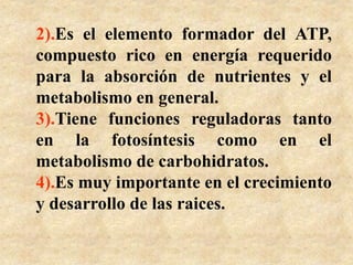 2).Es el elemento formador del ATP,
compuesto rico en energía requerido
para la absorción de nutrientes y el
metabolismo en general.
3).Tiene funciones reguladoras tanto
en la fotosíntesis como en el
metabolismo de carbohidratos.
4).Es muy importante en el crecimiento
y desarrollo de las raices.
 