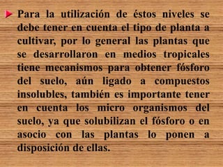 Para la utilización de éstos niveles se
debe tener en cuenta el tipo de planta a
cultivar, por lo general las plantas que
se desarrollaron en medios tropicales
tiene mecanismos para obtener fósforo
del suelo, aún ligado a compuestos
insolubles, también es importante tener
en cuenta los micro organismos del
suelo, ya que solubilizan el fósforo o en
asocio con las plantas lo ponen a
disposición de ellas.
 