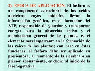 3). EPOCA DE APLICACIÓN. El fósforo es
un componente estructural de los ácidos
nucleicos cuyas unidades llevan la
información genética, es el formador del
ATP, responsable de guardar y transportar
energía para la absorción activa y el
metabolismo general de las plantas, es el
elemento mas importante en la formación de
las raices de las plantas; con base en éstas
funciones, el fósforo debe ser aplicado en
presiembra, al momento de la siembra o en
primer abonamiento, es decir, al inicio de la
fase vegetativa.
 