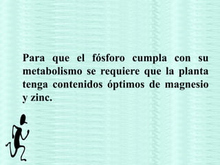 Para que el fósforo cumpla con su
metabolismo se requiere que la planta
tenga contenidos óptimos de magnesio
y zinc.
 