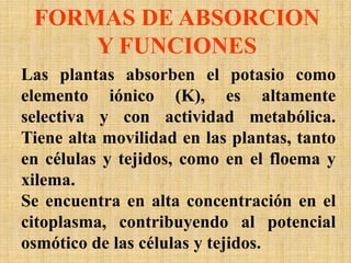 FORMAS DE ABSORCION
Y FUNCIONES
Las plantas absorben el potasio como
elemento iónico (K), es altamente
selectiva y con actividad metabólica.
Tiene alta movilidad en las plantas, tanto
en células y tejidos, como en el floema y
xilema.
Se encuentra en alta concentración en el
citoplasma, contribuyendo al potencial
osmótico de las células y tejidos.
 