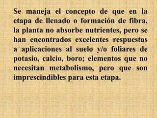 Se maneja el concepto de que en la
etapa de llenado o formación de fibra,
la planta no absorbe nutrientes, pero se
han encontrados excelentes respuestas
a aplicaciones al suelo y/o foliares de
potasio, calcio, boro; elementos que no
necesitan metabolismo, pero que son
imprescindibles para esta etapa.
 