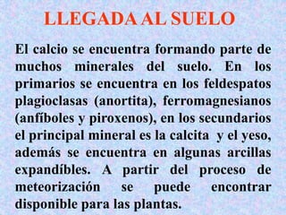 El calcio se encuentra formando parte de
muchos minerales del suelo. En los
primarios se encuentra en los feldespatos
plagioclasas (anortita), ferromagnesianos
(anfíboles y piroxenos), en los secundarios
el principal mineral es la calcita y el yeso,
además se encuentra en algunas arcillas
expandíbles. A partir del proceso de
meteorización se puede encontrar
disponible para las plantas.
LLEGADAAL SUELO
 