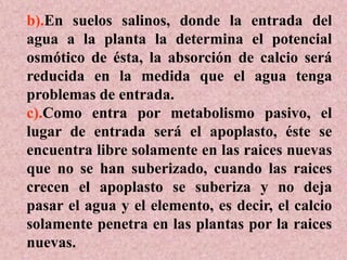 b).En suelos salinos, donde la entrada del
agua a la planta la determina el potencial
osmótico de ésta, la absorción de calcio será
reducida en la medida que el agua tenga
problemas de entrada.
c).Como entra por metabolismo pasivo, el
lugar de entrada será el apoplasto, éste se
encuentra libre solamente en las raices nuevas
que no se han suberizado, cuando las raices
crecen el apoplasto se suberiza y no deja
pasar el agua y el elemento, es decir, el calcio
solamente penetra en las plantas por la raices
nuevas.
 