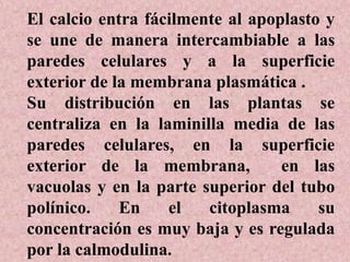 El calcio entra fácilmente al apoplasto y
se une de manera intercambiable a las
paredes celulares y a la superficie
exterior de la membrana plasmática .
Su distribución en las plantas se
centraliza en la laminilla media de las
paredes celulares, en la superficie
exterior de la membrana, en las
vacuolas y en la parte superior del tubo
polínico. En el citoplasma su
concentración es muy baja y es regulada
por la calmodulina.
 