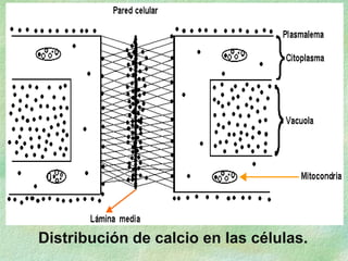 Distribución de calcio en las células.
 