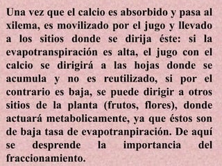 Una vez que el calcio es absorbido y pasa al
xilema, es movilizado por el jugo y llevado
a los sitios donde se dirija éste: si la
evapotranspiración es alta, el jugo con el
calcio se dirigirá a las hojas donde se
acumula y no es reutilizado, si por el
contrario es baja, se puede dirigir a otros
sitios de la planta (frutos, flores), donde
actuará metabolicamente, ya que éstos son
de baja tasa de evapotranpiración. De aquí
se desprende la importancia del
fraccionamiento.
 