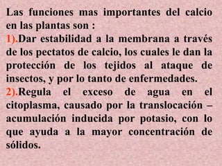 Las funciones mas importantes del calcio
en las plantas son :
1).Dar estabilidad a la membrana a través
de los pectatos de calcio, los cuales le dan la
protección de los tejidos al ataque de
insectos, y por lo tanto de enfermedades.
2).Regula el exceso de agua en el
citoplasma, causado por la translocación –
acumulación inducida por potasio, con lo
que ayuda a la mayor concentración de
sólidos.
 
