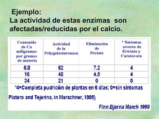 Ejemplo:
La actividad de estas enzimas son
afectadas/reducidas por el calcio.
 