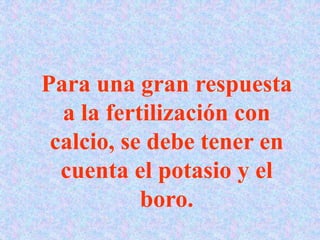 Para una gran respuesta
a la fertilización con
calcio, se debe tener en
cuenta el potasio y el
boro.
 