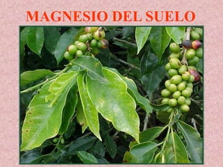 MAGNESIO DEL SUELO
 
