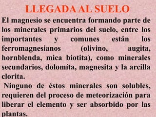 El magnesio se encuentra formando parte de
los minerales primarios del suelo, entre los
importantes y comunes están los
ferromagnesianos (olivino, augita,
hornblenda, mica biotita), como minerales
secundarios, dolomíta, magnesita y la arcilla
clorita.
Ninguno de éstos minerales son solubles,
requieren del proceso de meteorización para
liberar el elemento y ser absorbido por las
plantas.
LLEGADAAL SUELO
 
