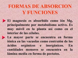 FORMAS DE ABSORCION
Y FUNCIONES
El magnesio es absorbido como ión Mg,
principalmente por metabolismo activo. Es
muy móvil en la planta así como en el
interior de las células.
La mayor parte se encuentra en forma
iónica en las vacuolas como contraión de los
ácidos orgánicos e inorgánicos. En
cantidades menores se encuentra en la
lámina media en forma de pectatos.
 
