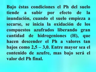 Bajo éstas condiciones el Ph del suelo
tiende a subir por efecto de la
inundación, cuando el suelo empieza a
secarse, se inicia la oxidación de los
compuestos azufrados liberando gran
cantidad de hidrogeniones (H), que
hacen descender el Ph a valores tan
bajos como 2,5 – 3,0. Entre mayor sea el
contenido de azufre, mas bajo será el
valor del Ph final.
 